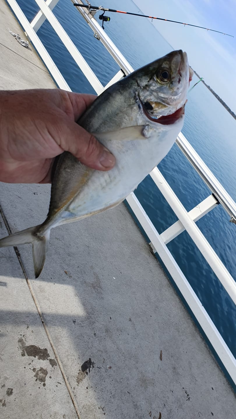 Customer photo review of Pre-tied Dropper Loop Rigs