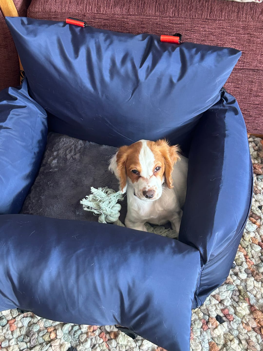 Customer photo review of Travel Dog Pod - Now With IsoFix
