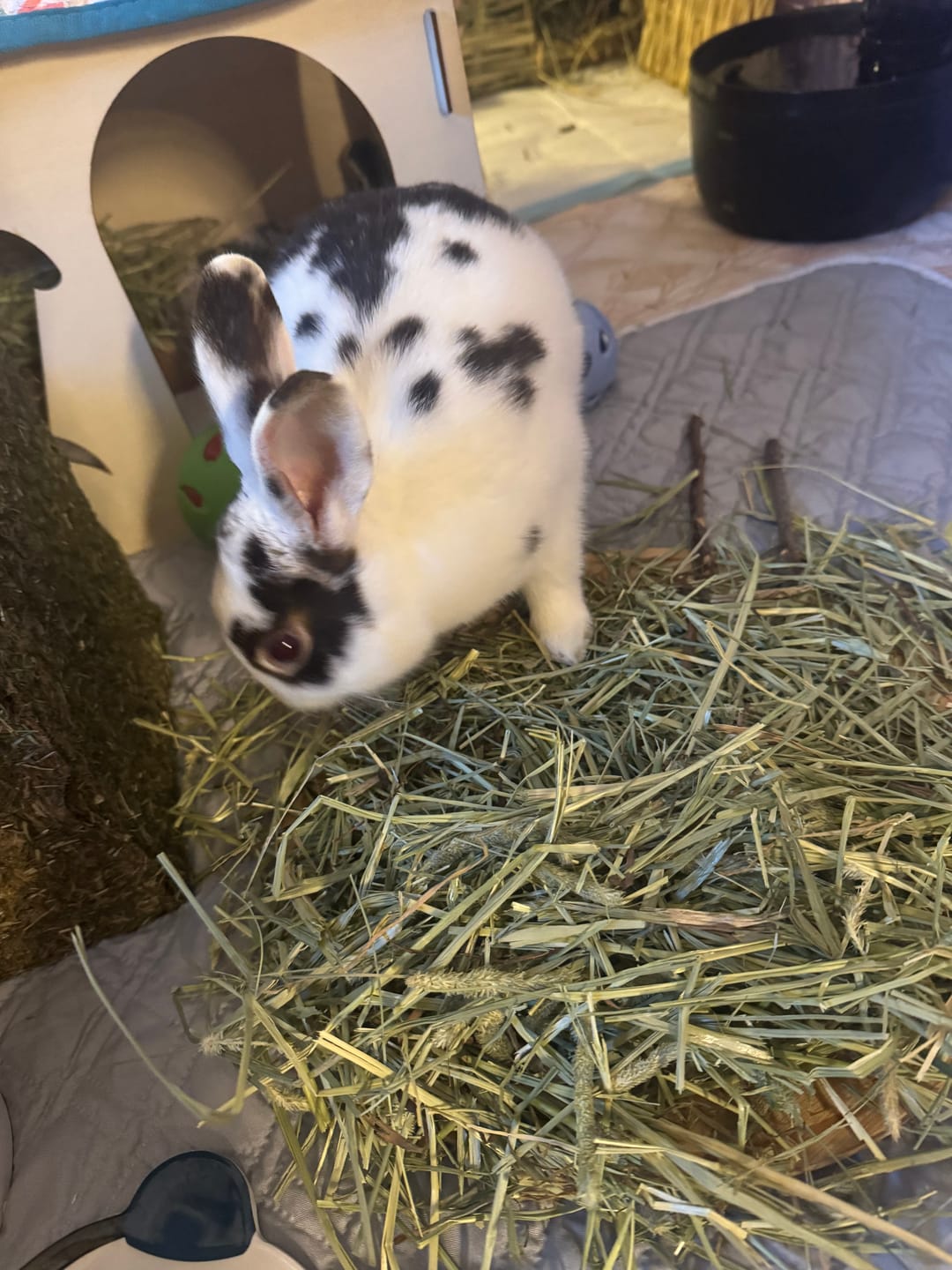 Customer photo review of Try Me - First and Second Cut Ultra Premium Timothy Hay Starter Pack