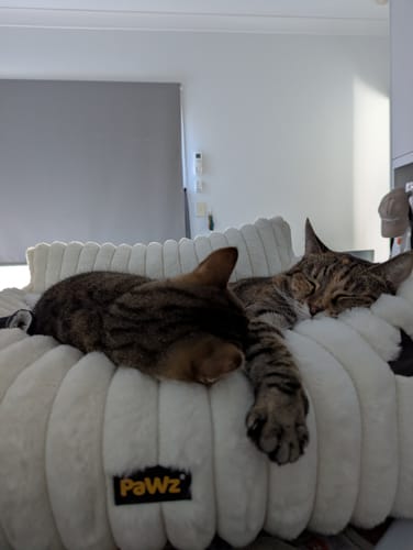 Customer's two tabby cats sleeping together on the white, plush Cat Bed.