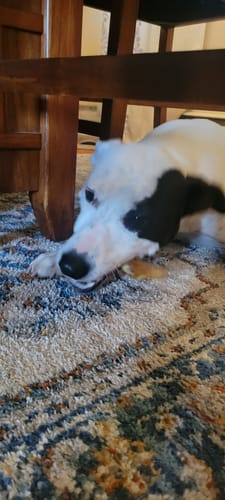 A customer's black and white dog lies on a patterned rug, chewing a Smoked Beef Marrow Bone.
