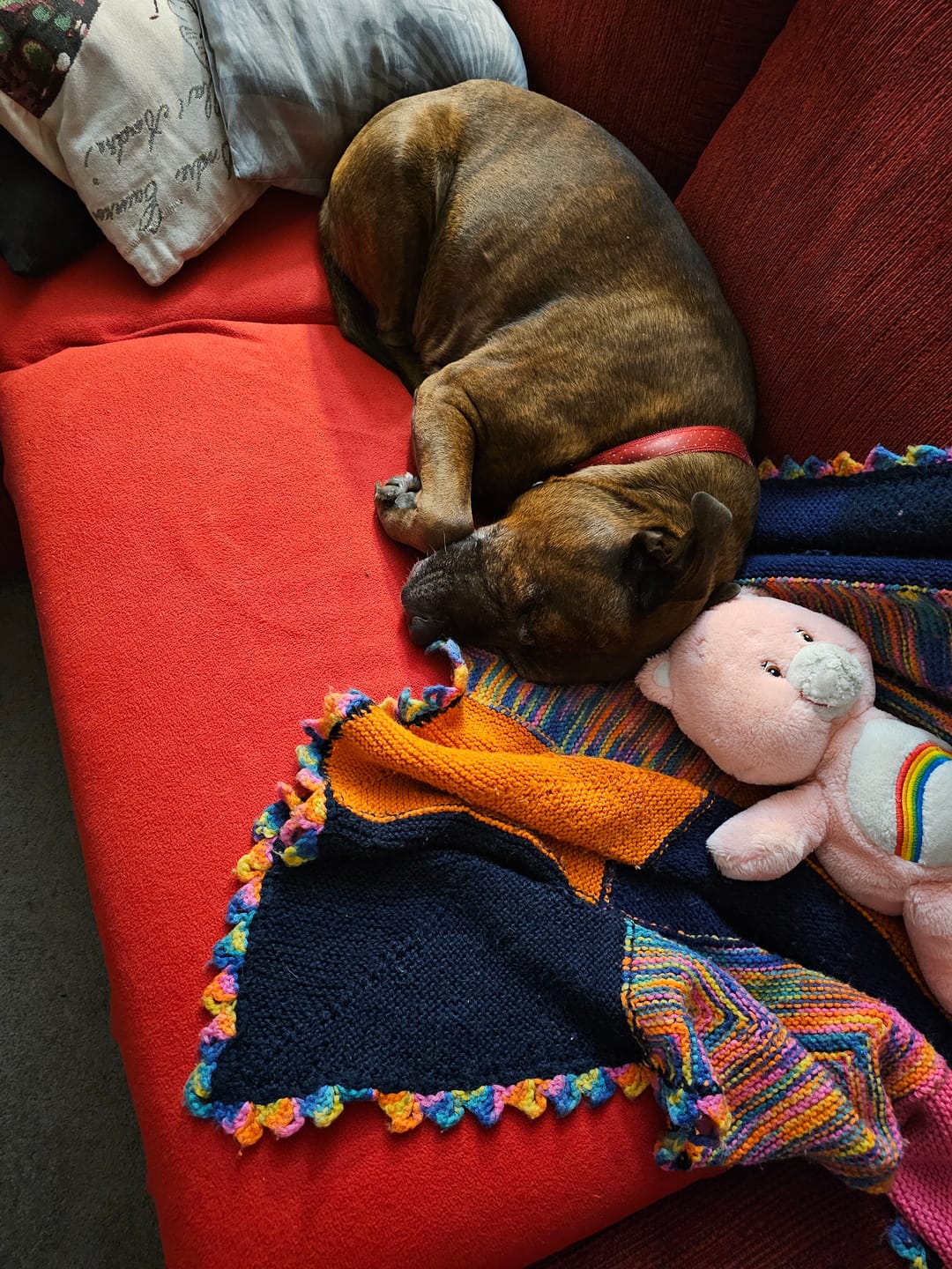 Customer photo review of Canine Joint Plus™️ 500g