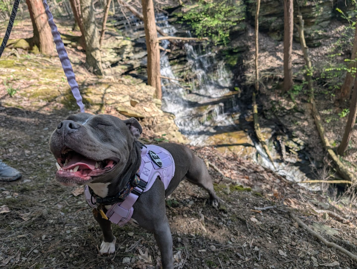 Customer photo review of NEW Upgraded Tactical No-Pull Team K9™ Dog Harness with 4 Quick-Release Metal Buckles, Reinforced Front & Back V-Rings, Hook & Loop Panels, Adjustable Straps, Reflective Strips, & Top Handle