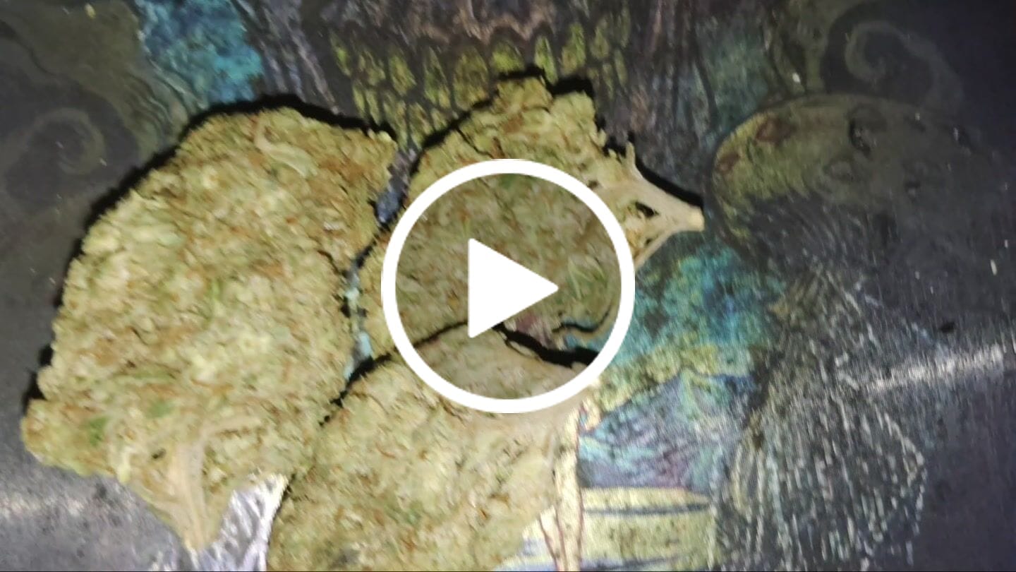 Customer video review of Jager Sour Diesel - 14 Grams - Sativa