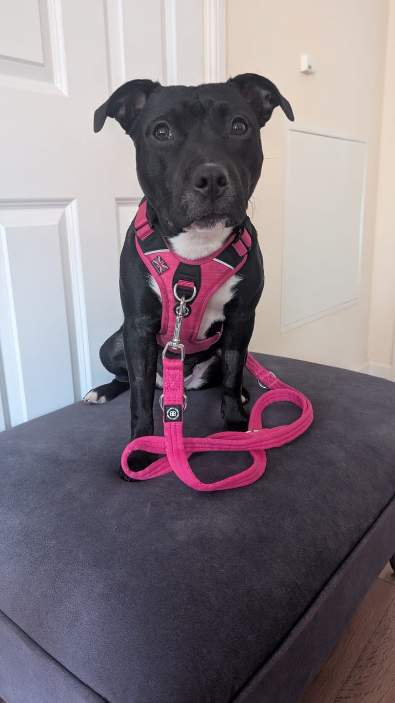 Customer photo review of Anti Pull Hurricane Harness Lighter | With Handle - Carminerose