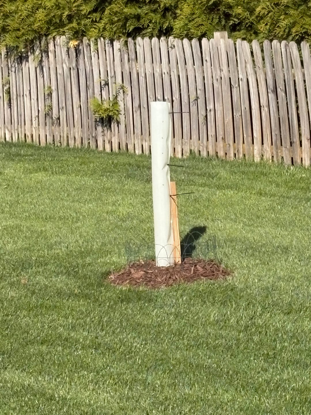 Customer photo review of Sawtooth Oak