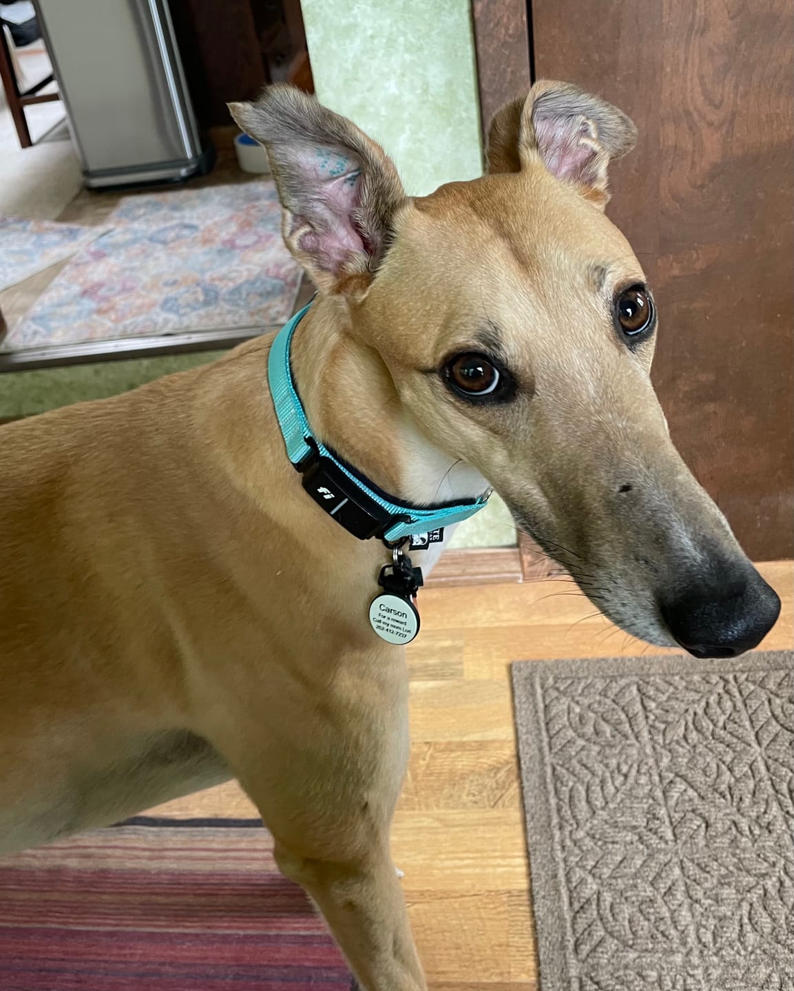 Customer photo review of FI Martingale Collar