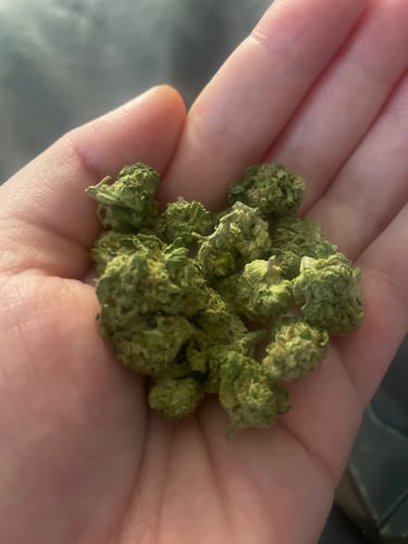 Jet Fuel Gelato - Minis - 28 Grams - Indica photo review