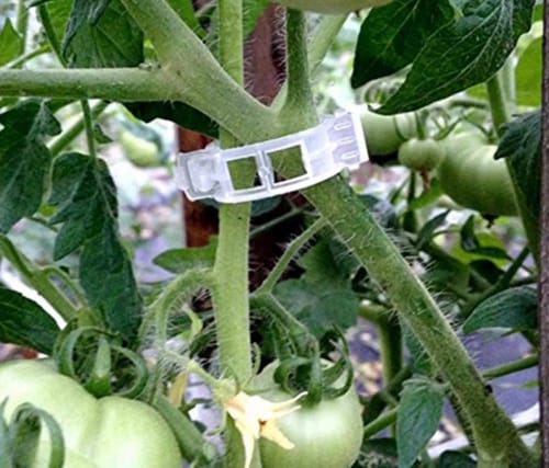 Customer photo review of Tomato Clips Plastic Trellis Clips