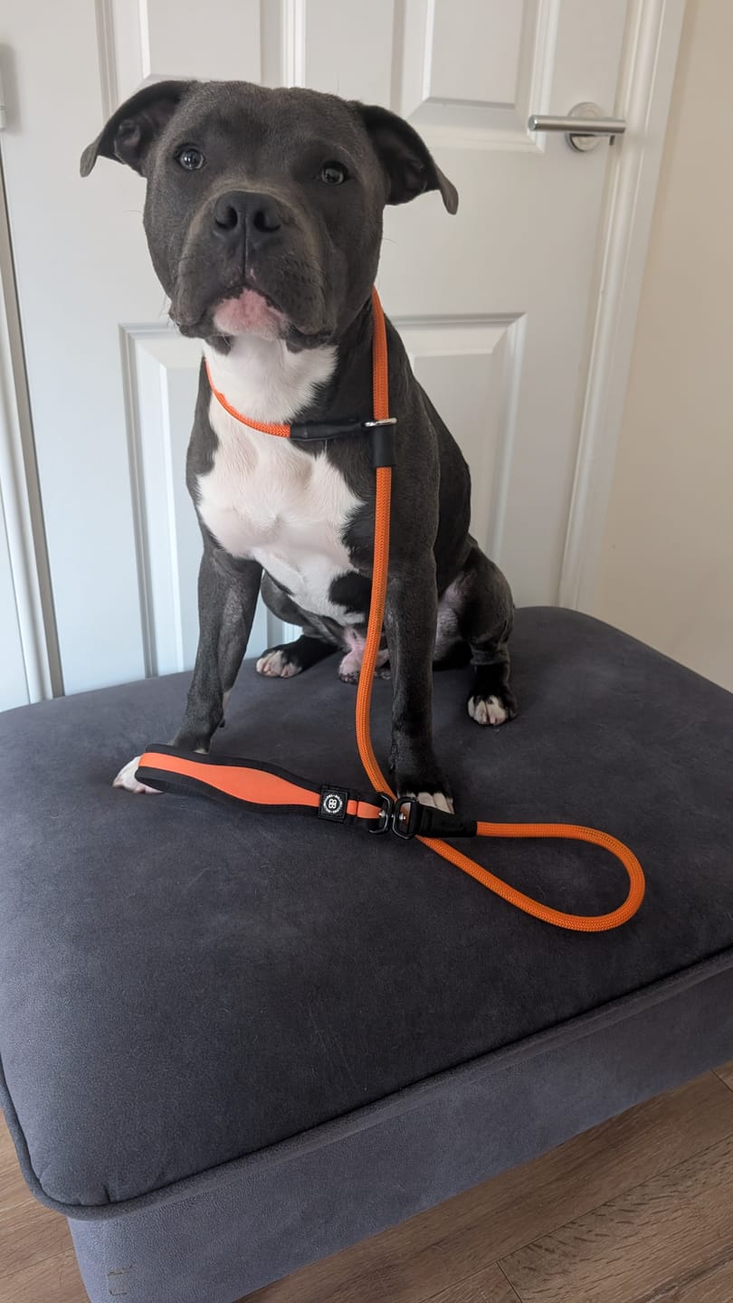 Customer photo review of Slip Training Lead | Anti Pull & No Choking -  Orange