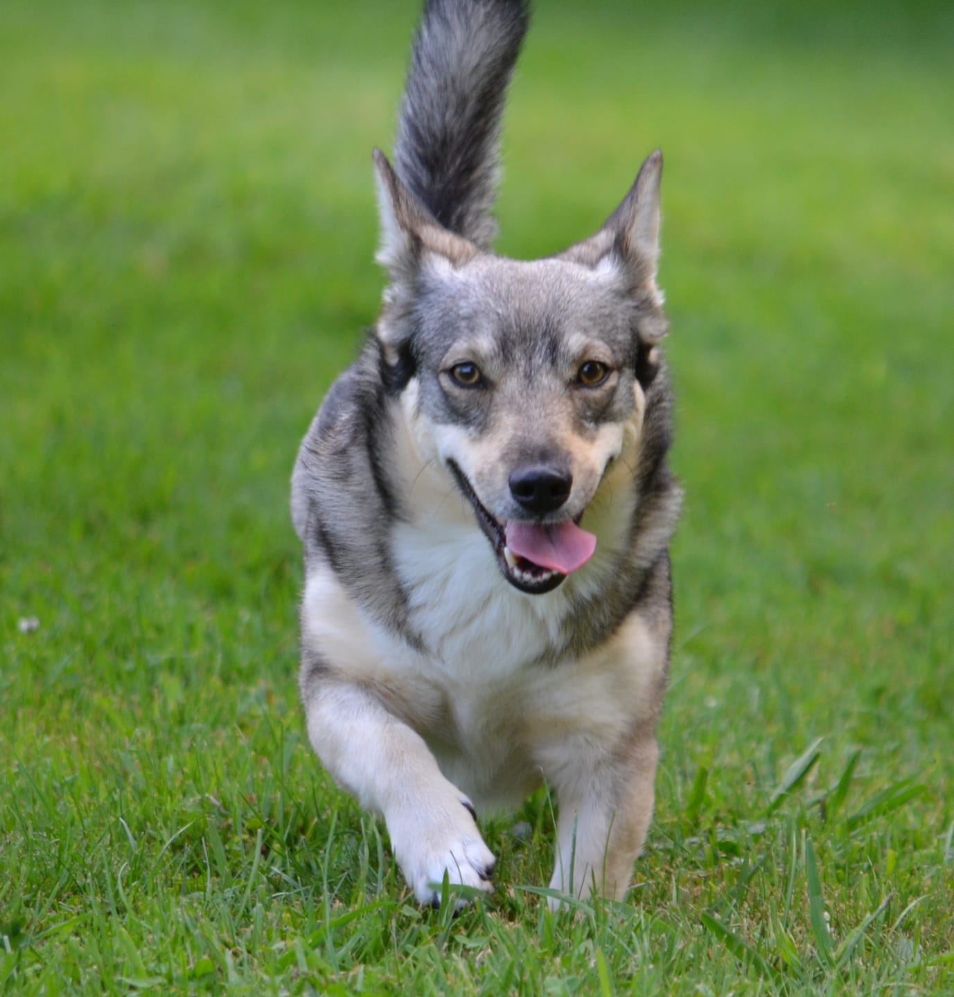 Customer photo review of NexGard SPECTRA for Medium Dogs 7.6-15kg