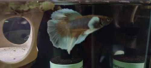 Customer's Dumbo Pineapple Halfmoon Betta swimming in a tank, showing its large white fins and golden body.