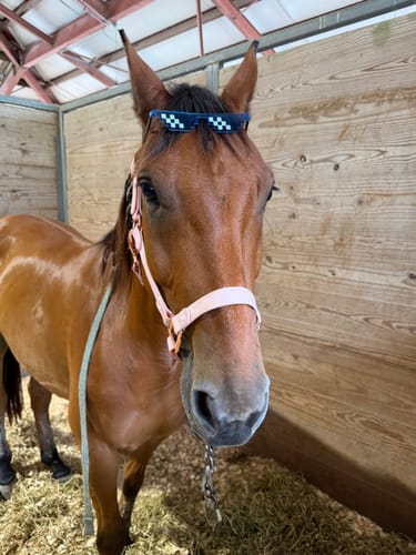 Customer photo review of Personalized Halter ( 10 Days )
