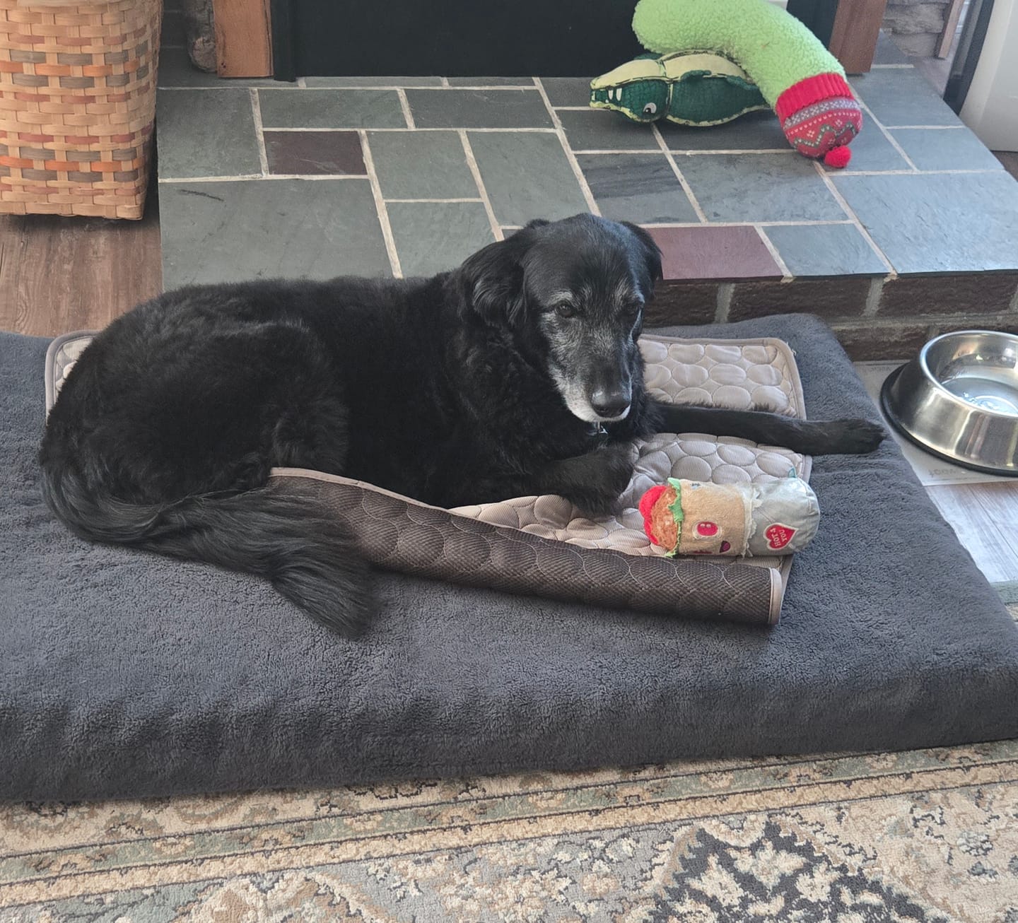 Customer photo review of Protect Your Dog From Overheating And Dangerous Heat Stress With IcyNap