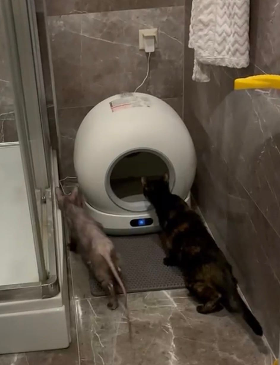 Customer photo review of Otomatik Kedi Tuvaleti (Kameralı) | 72 Lt, 1080p, Mobil Kontrol, Wifi, Akıllı Kedi Tuvaleti (X8623)