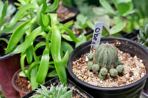 Customer photo review of Euphorbia Obesa Hybrid
