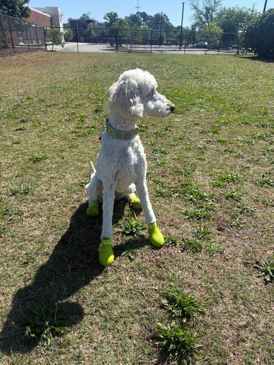 Customer photo review of WagWellies® Sport