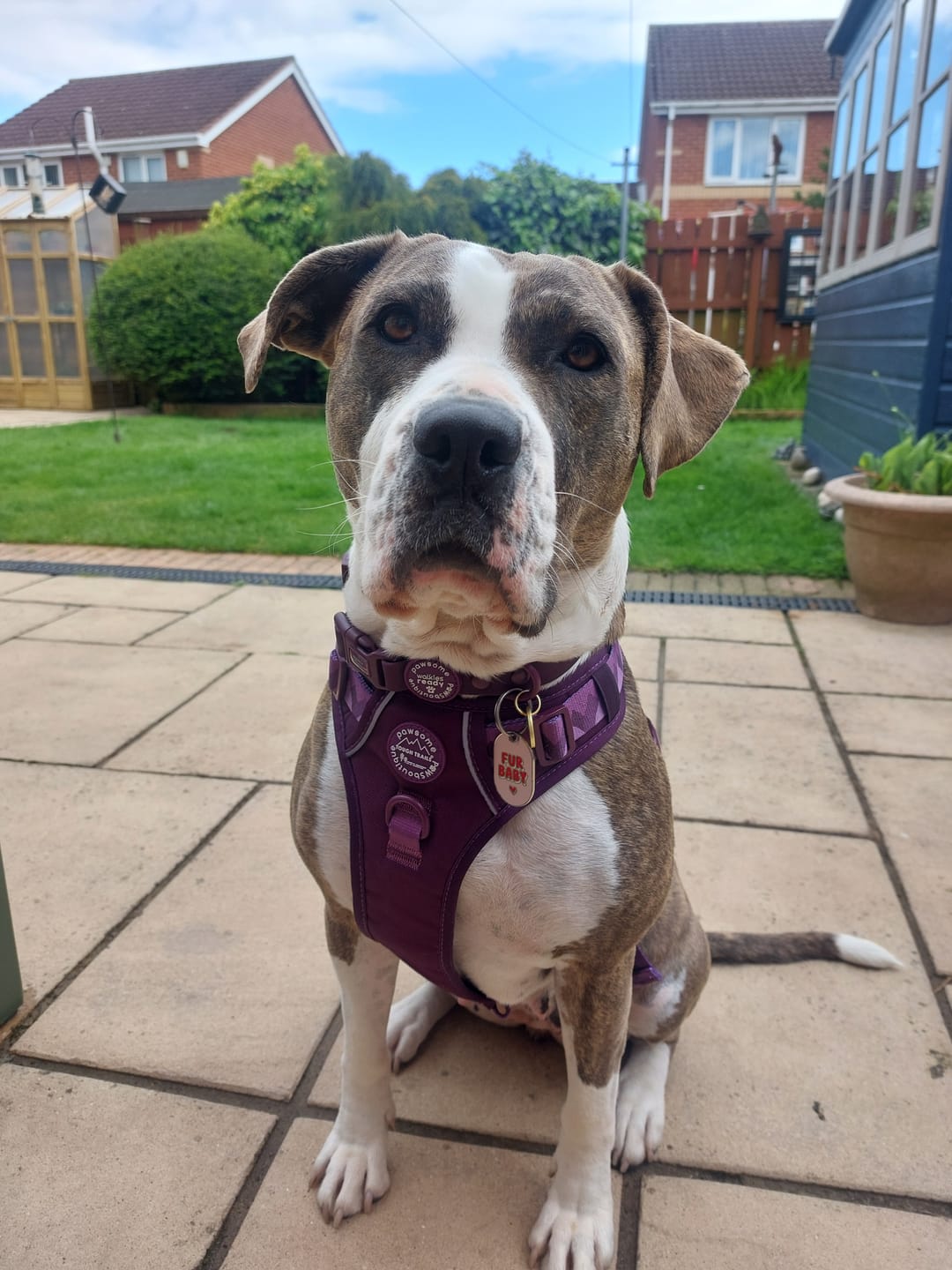 Customer photo review of Tough Trails™ Harness - Walkies Ready® Plum