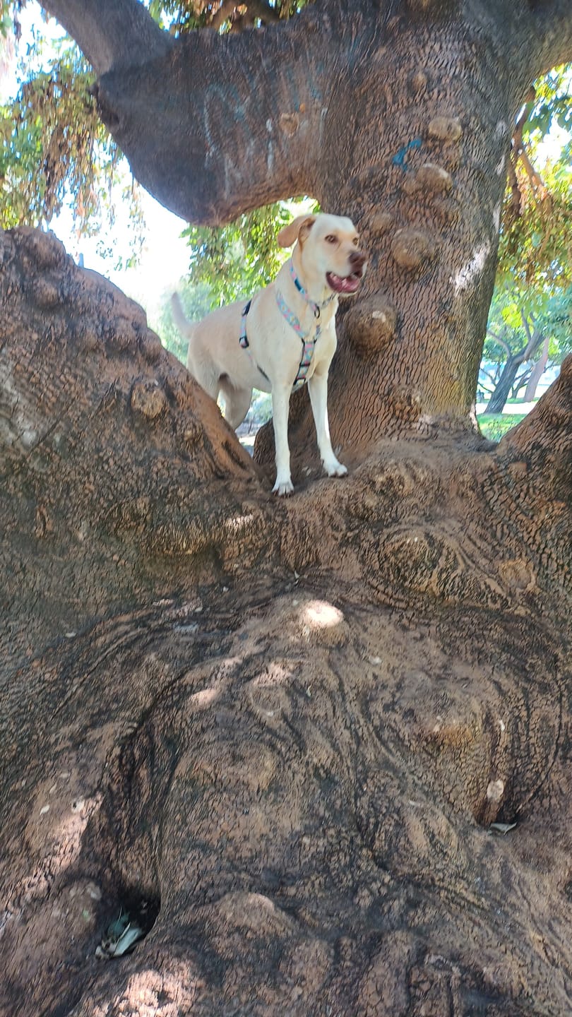 Customer photo review of PetFamily Foods