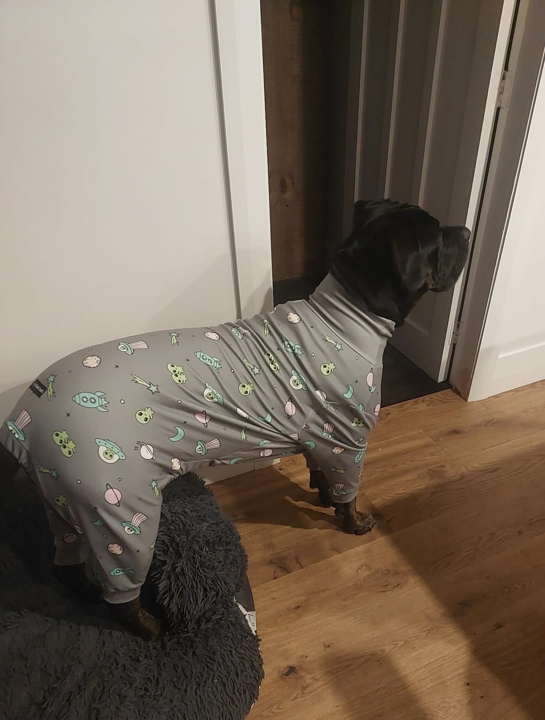 Customer photo review of Dog Pajama - Alien