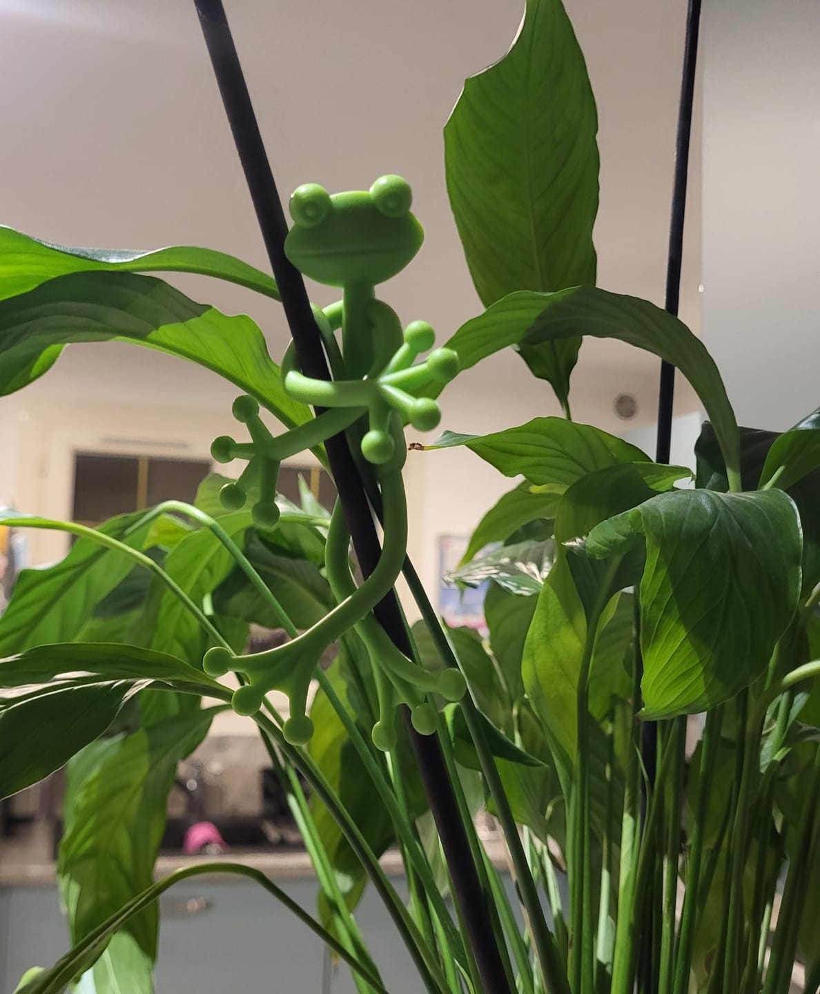 Customer photo review of Mamie Frog®