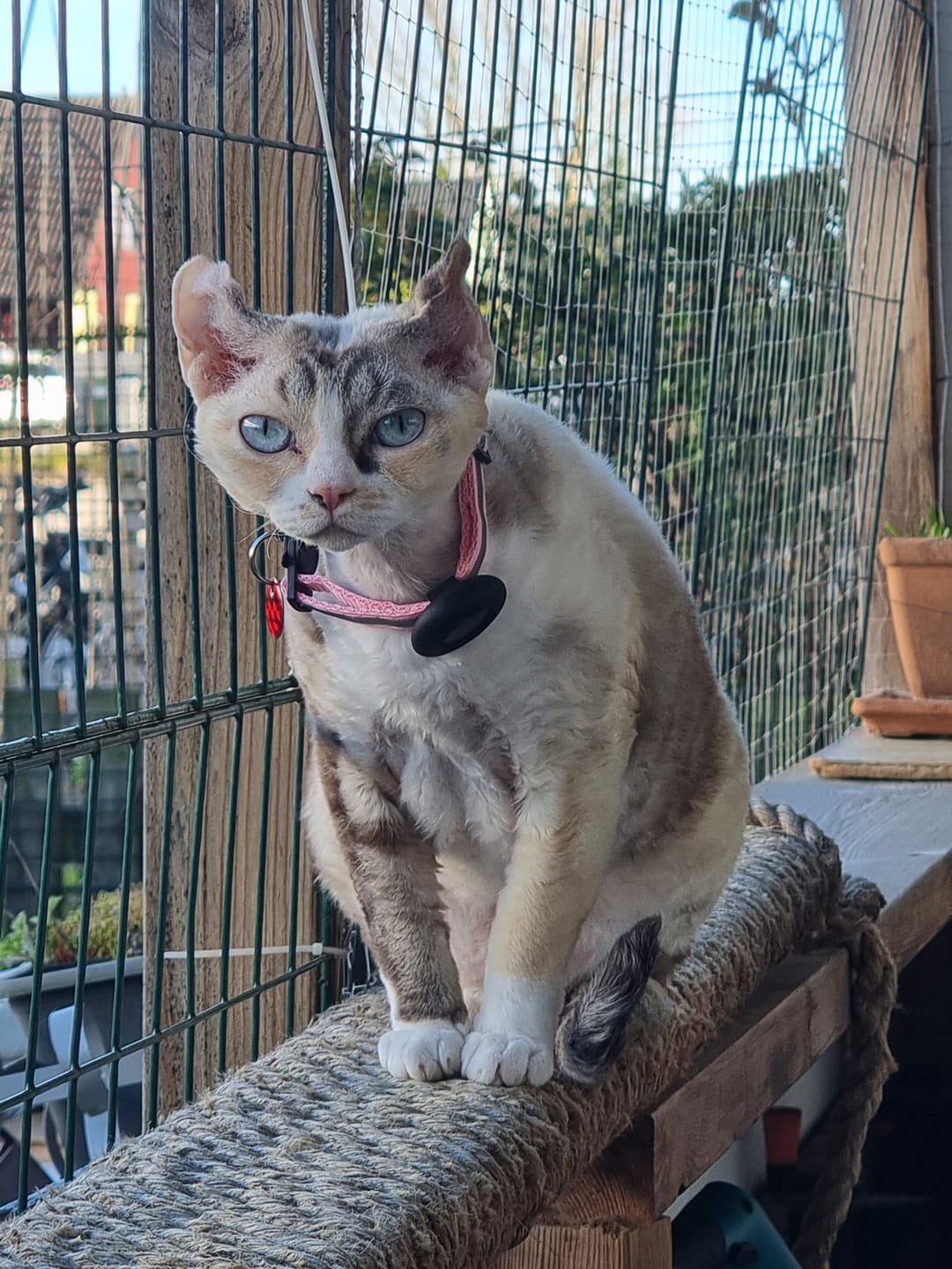 Customer photo review of AirTrackTag Kattpaket