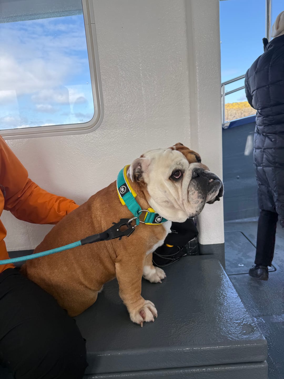 Customer photo review of 4cm Slip on Collar | Foam Padded - Turquoise x Yellow