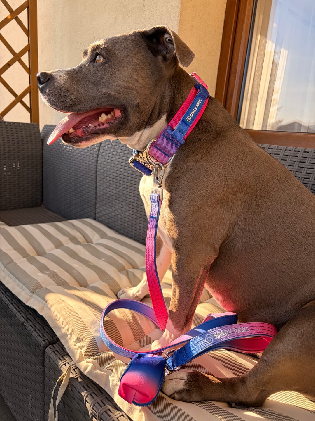Customer photo review of Comfort Control Collar Set - Snow Cone