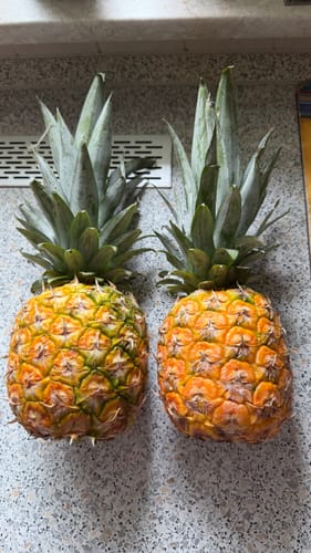 Kunde zeigt die beiden gelieferten, reifen Ananas Flugware auf einer grauen Arbeitsplatte.