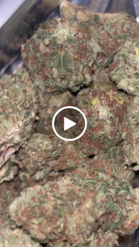 Customer video review of Strawberry Cough THCA Flower