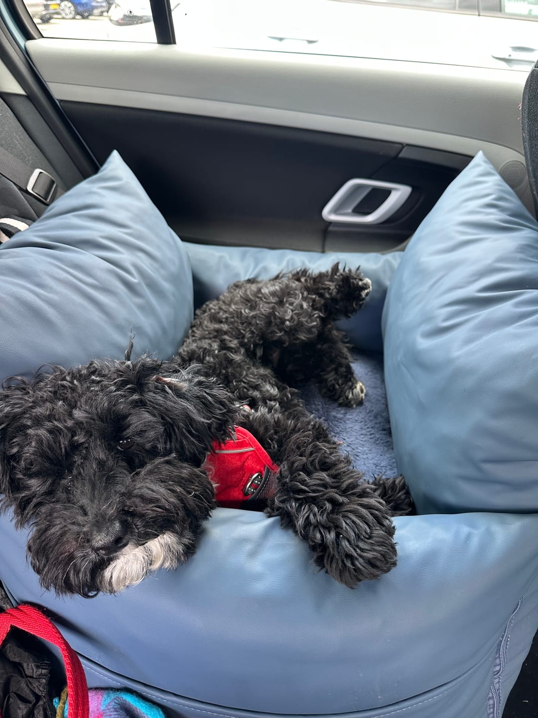 Customer photo review of The Dog Dock V2 New & Improved with ISO Fix