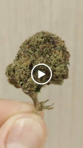 Customer video review of Gary Payton 31% THCA