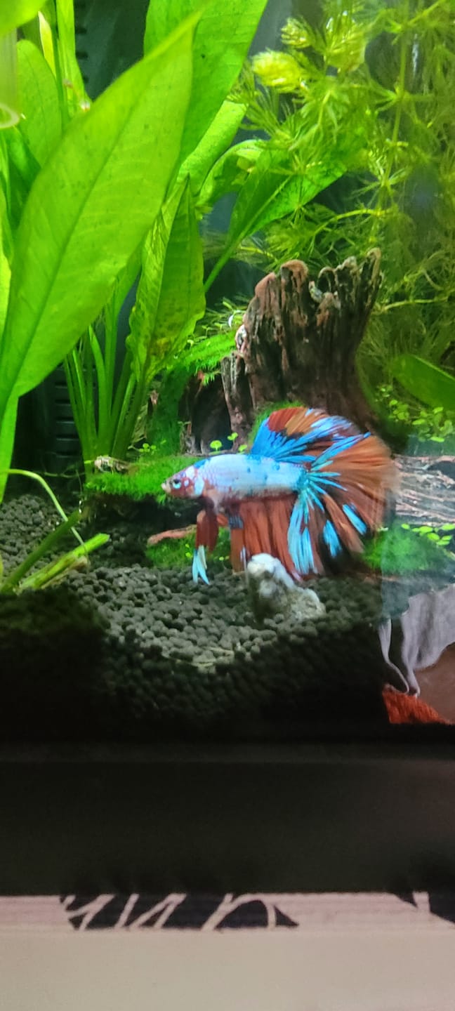 Customer photo review of Black Hulk Halfmoon Male Betta Fish | You Pick Fish