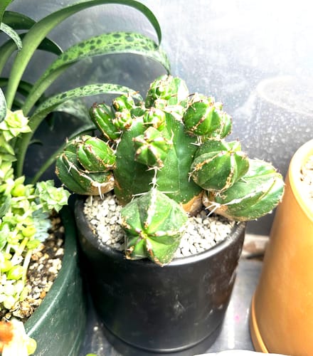 Customer's healthy, full Euphorbia Handiensis plant with multiple heads in a black pot.