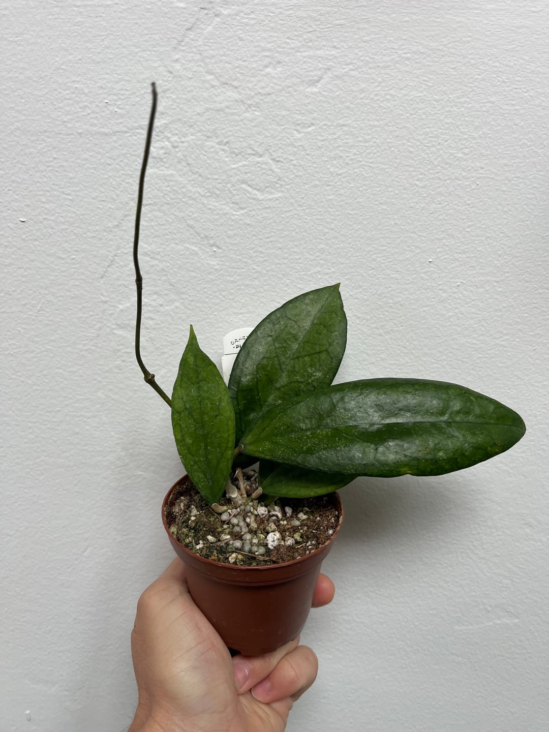 Customer photo review of Hoya vitellinoides