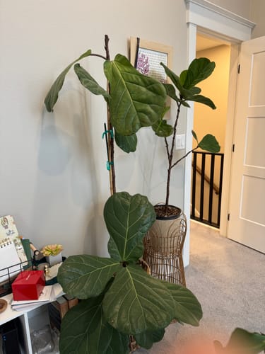 Reviewer's tall Fiddle Leaf Fig plant with large, healthy leaves in an indoor setting after using the Plant Food.