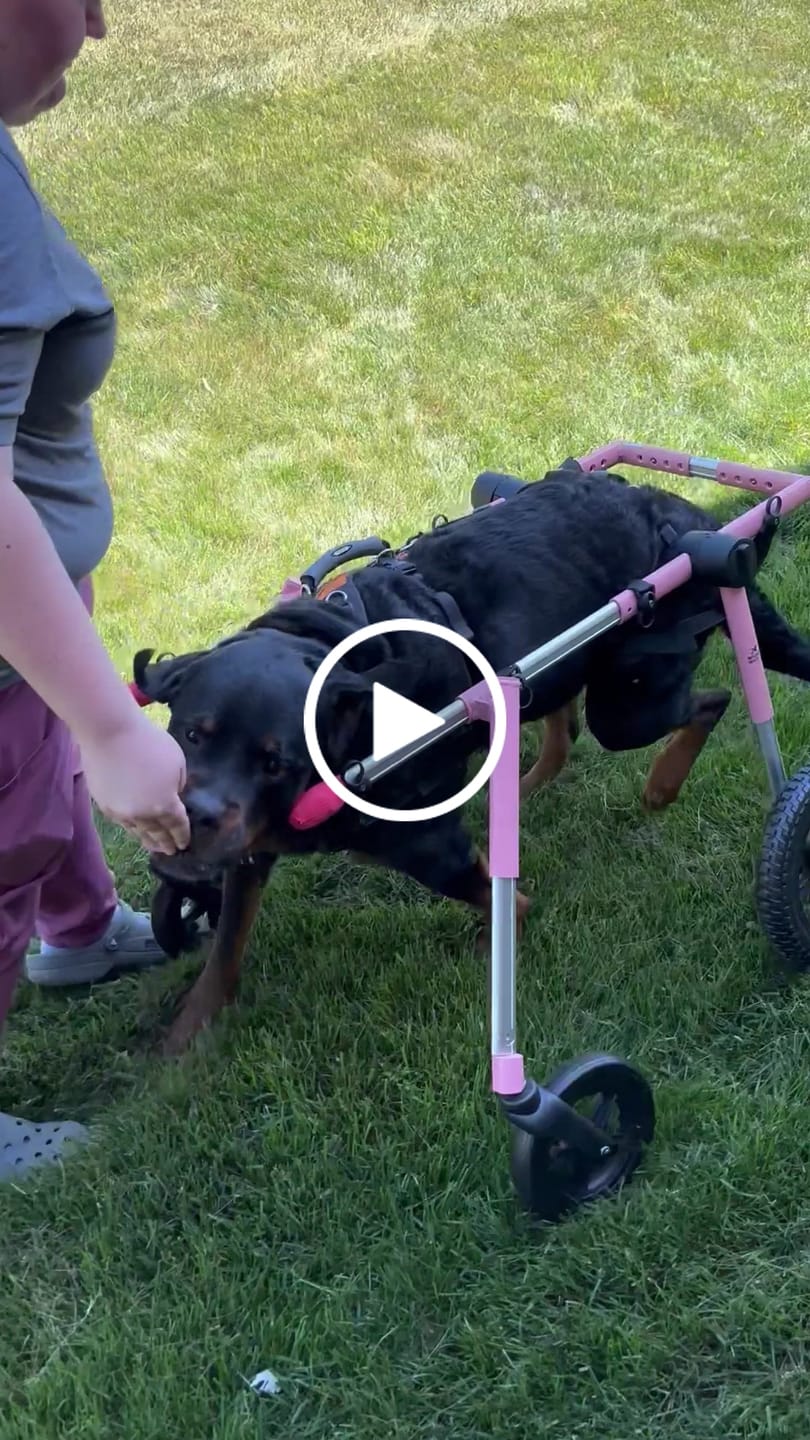 Customer video review of Royal Canin Gastrointestinal Low Fat + Hydrolyzed Protein Dry Dog Food