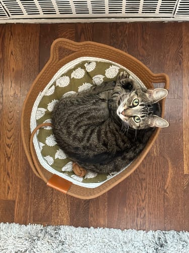 Customer photo review of Instinct Basket | Meet the first research-backed natural territory for indoor cats