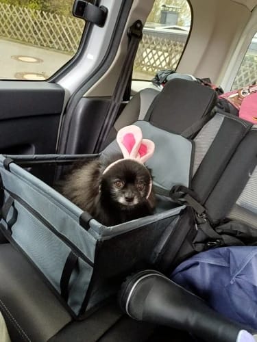 Customer photo review of WanderPup Comfort Dog Travel Seat