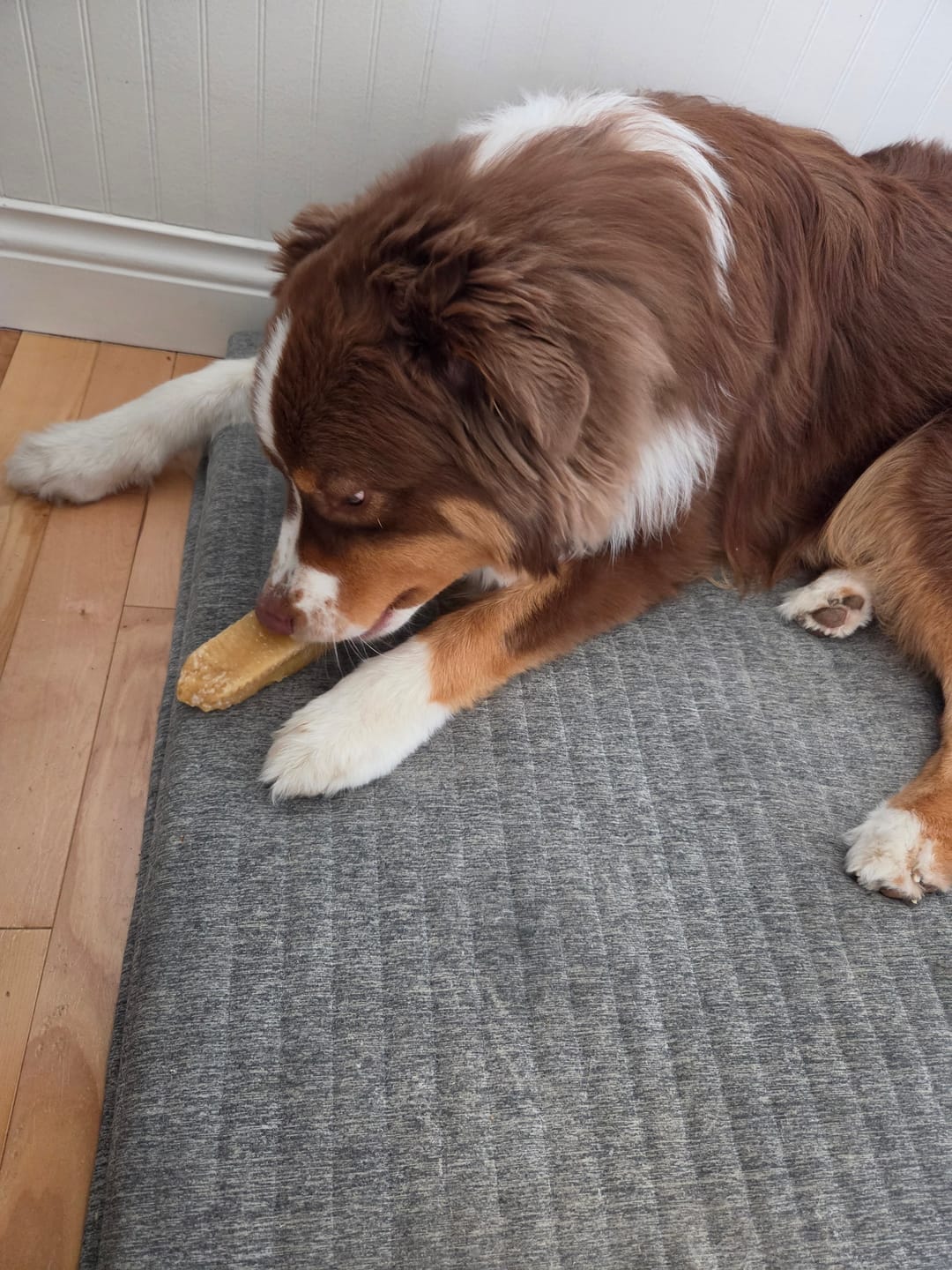 Customer photo review of Himalayan Yak Chew (MEGA)
