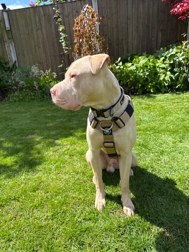 Reviewer's calm, light-colored dog sitting in a garden wearing the tan Anti-Pull TRI-Harness.
