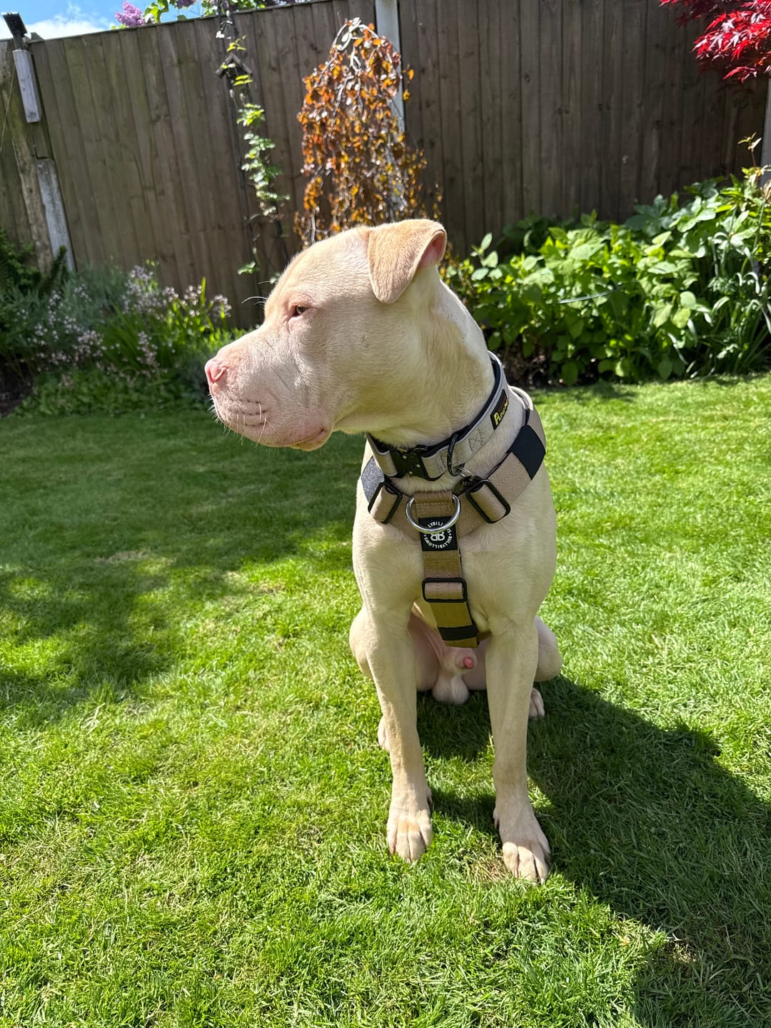 Customer photo review of Anti-Pull TRI-Harness® | Training Dog Harness for All Breeds - Tan