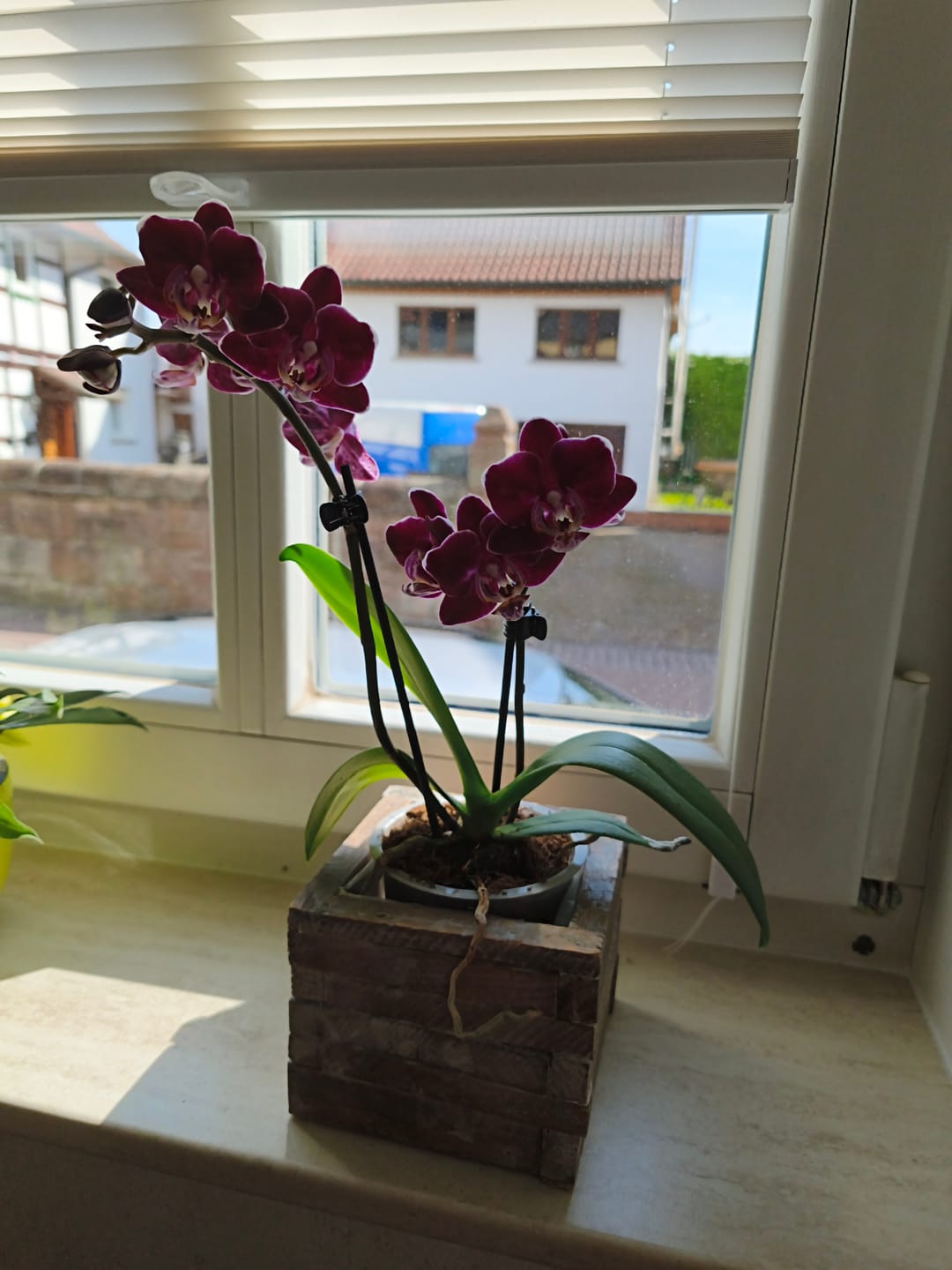 Customer photo review of Table Dance Aliyah Black mit dunkelroten Blüten und 2+ Rispen