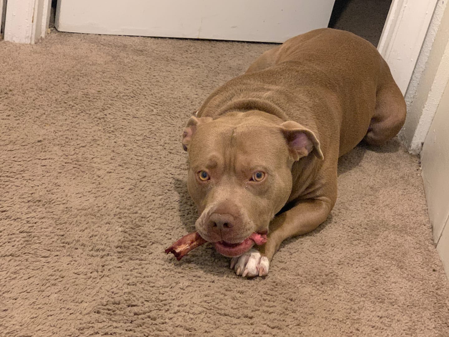 Customer photo review of 6 Inch Thick Bully Stick