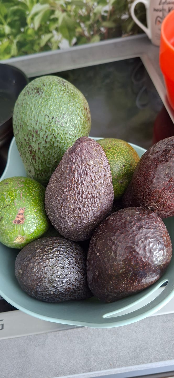 Customer photo review of Avocado-Mix 13 Monate baumgereift Sonderaktion % 2kg Box