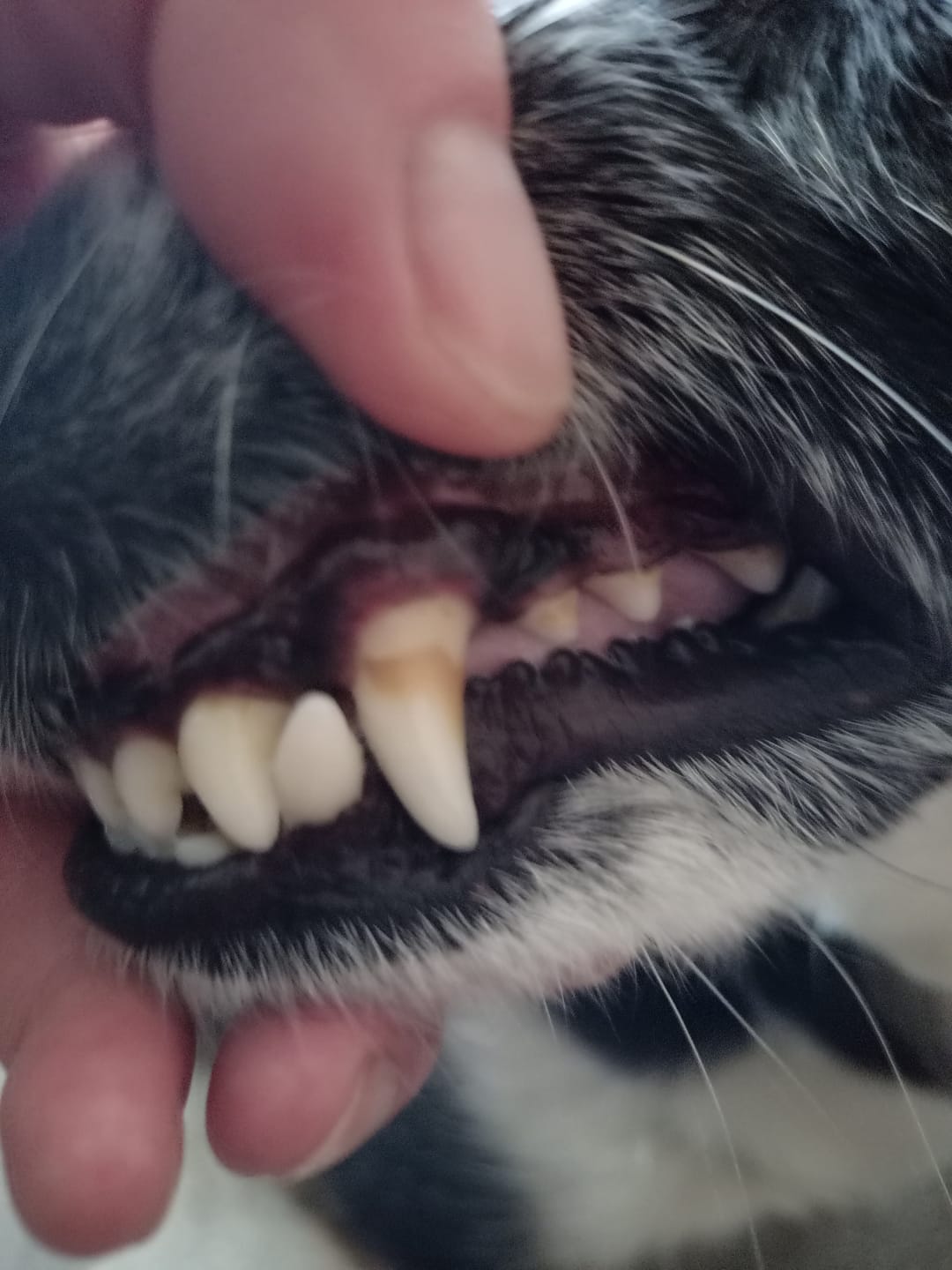 Customer photo review of Dentalspray bei Zahnstein für Hunde und Katzen