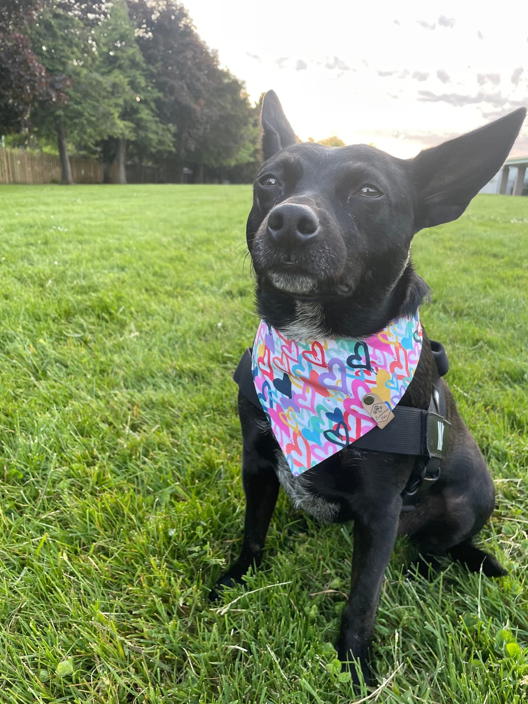 Customer photo review of Graffiti Hearts Snap On Pet Bandana
