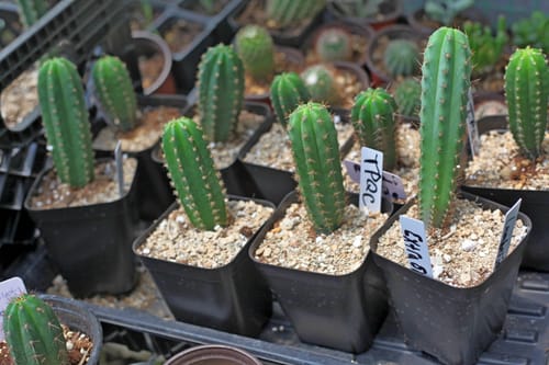 Customer photo review of Trichocereus Hybrid Variety Packs | Cactus Collector Variety Packs