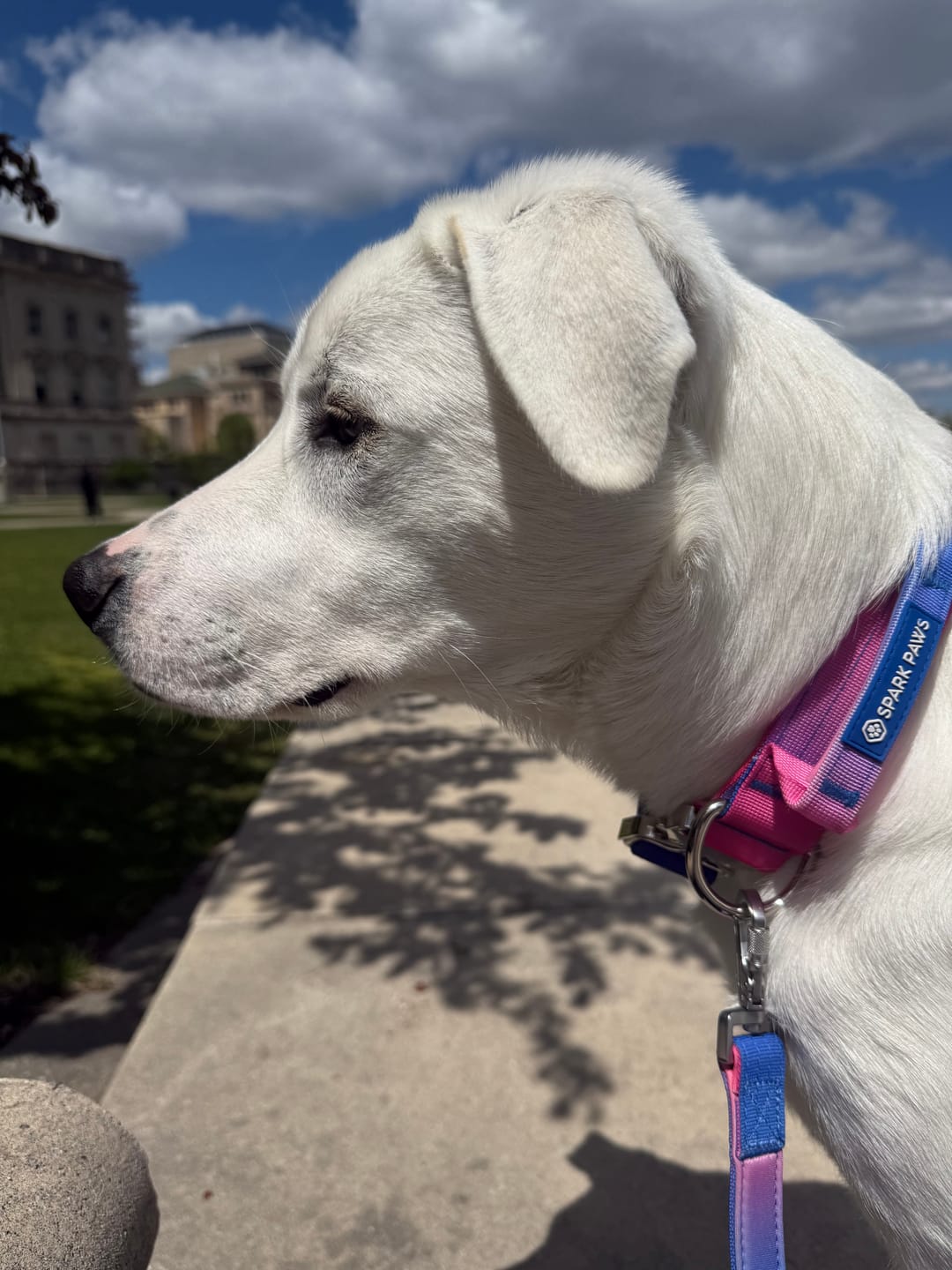 Customer photo review of Comfort Control Collar Set - Snow Cone