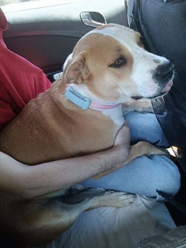Customer photo review of 3cm Slip on Collar | Foam Padded - Pink